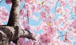 神牛补光灯为什么这么贵?深入解析其背后价值