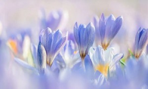 和平精英的排位赛:挑战与技巧全解析