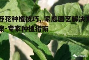 四、病虫害防治