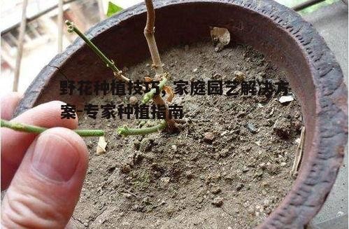 五、修剪与繁殖