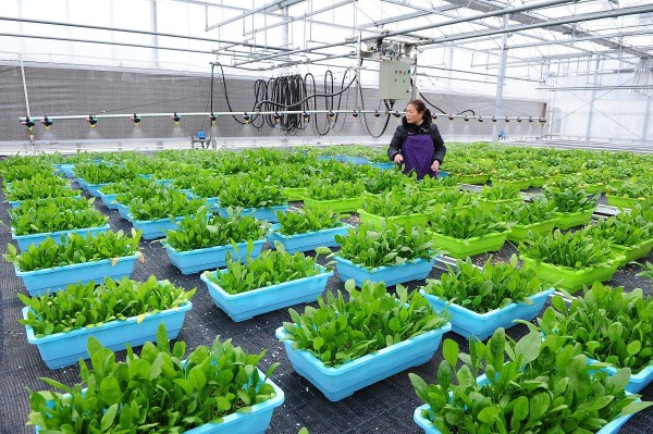 盆栽蔬菜长得好，5大诀窍少不了，阳台种菜者经验分享