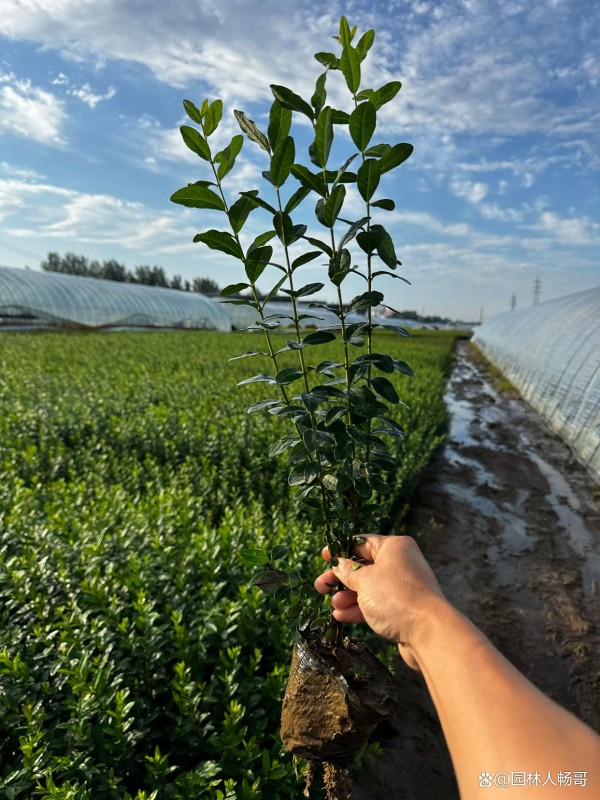 给我一些园艺技巧以提高种植成功率