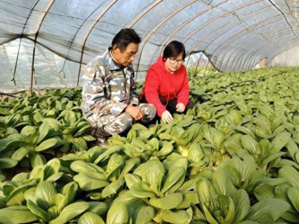 旌德县版书镇:科技赋能乡村振兴 服务落地产业增效