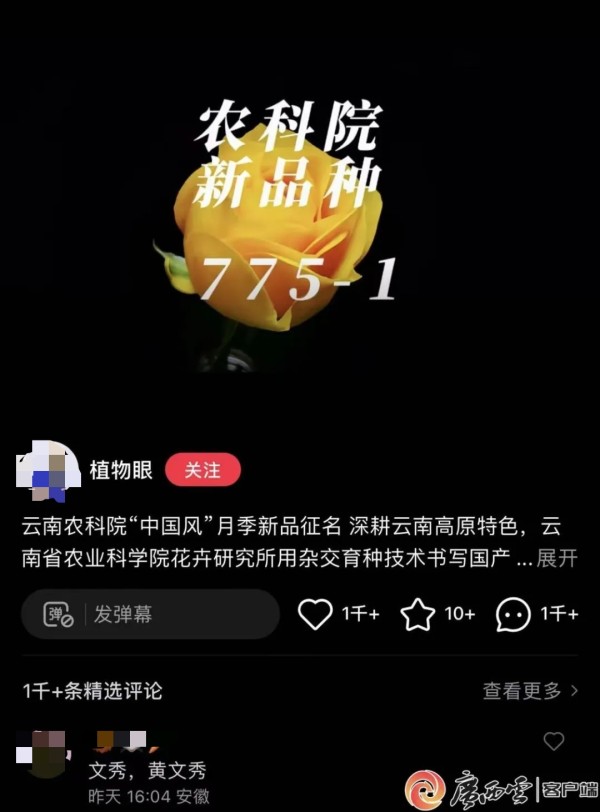 “文秀月季”定名!以花之名致敬时代楷模黄文秀
