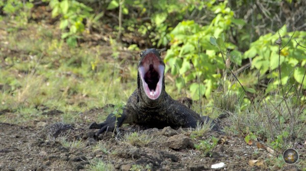 Subadult Varanus Komodoenis Young Komodwaran 张开嘴 印度尼西亚科莫多岛