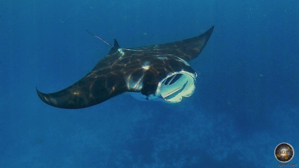 印度尼西亚科莫多国家公园的蝠鲼 (Mobula alfredi - Manta alfredi) 浮潜和潜水