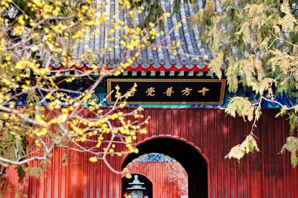 北京卧佛寺:蜡梅绽放引客来