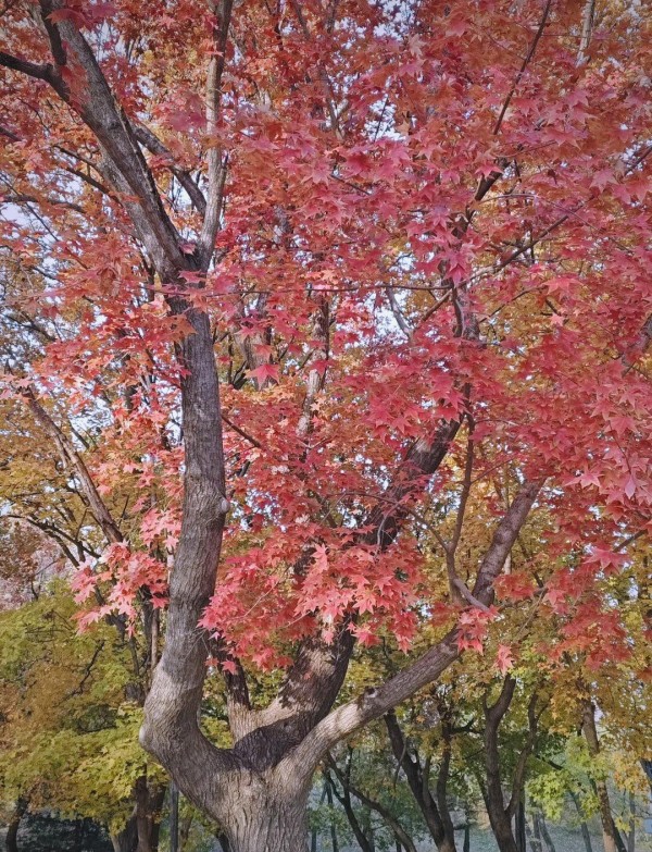 如何在双十一购物热潮中保持理性消费
