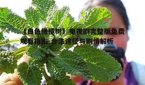 一、合法观看《白色橄榄树》的途径