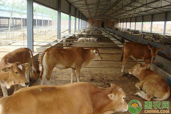 肉牛养殖有哪些常见疾病？肉牛常见疾病及其防治措施-图片版权归惠农网所有