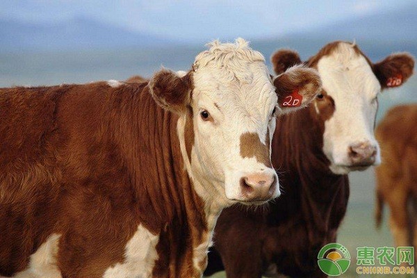 肉牛养殖有哪些常见疾病？肉牛常见疾病及其防治措施-图片版权归惠农网所有