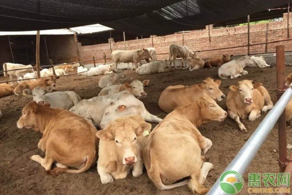 肉牛养殖有哪些常见疾病？肉牛常见疾病及其防治措施-图片版权归惠农网所有