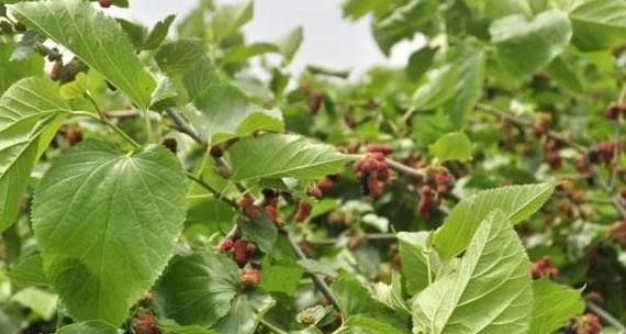 门前种植桑葚需要注意什么？桑葚树的养护方法有哪些？