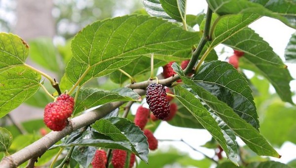 门前种植桑葚需要注意什么？桑葚树的养护方法有哪些？