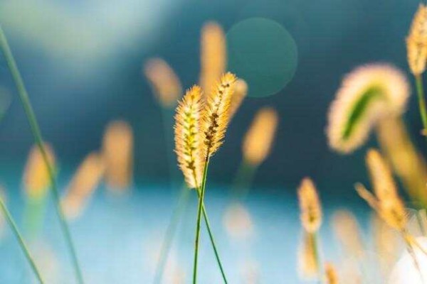 解锁全球公认的超绝健康<a target=