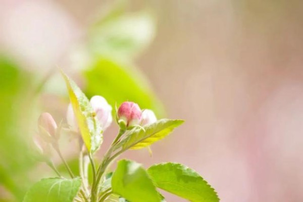 早读：快乐，就是最美的人生