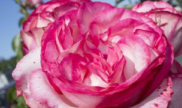 小成靠勤，中成靠智，大成在德，终成于道，句句充满人生智慧