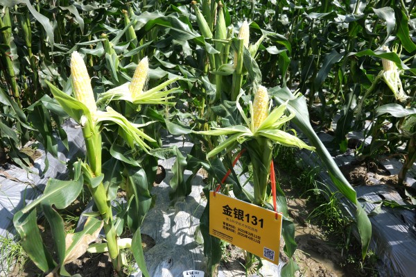 糯香四溢，甬城掀起精品鲜食玉米“选秀热”