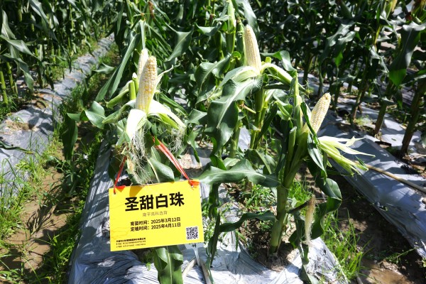 糯香四溢，甬城掀起精品鲜食玉米“选秀热”