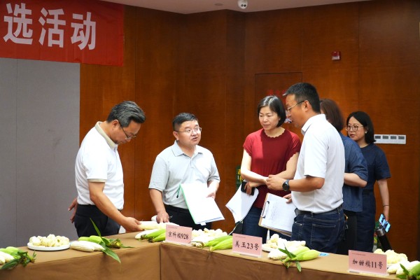 糯香四溢，甬城掀起精品鲜食玉米“选秀热”