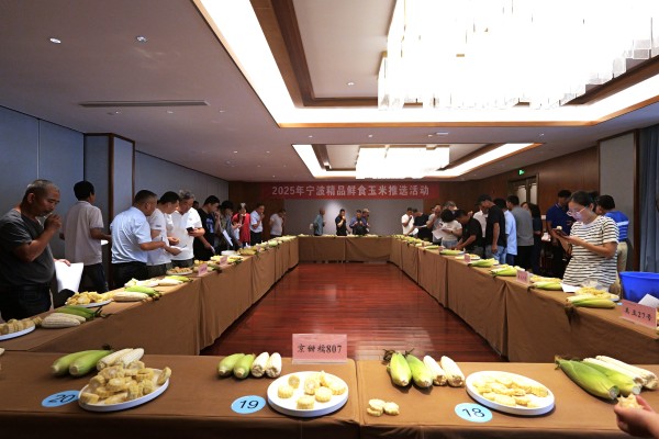 糯香四溢，甬城掀起精品鲜食玉米“选秀热”