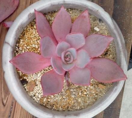 多肉植物日常养护小常识