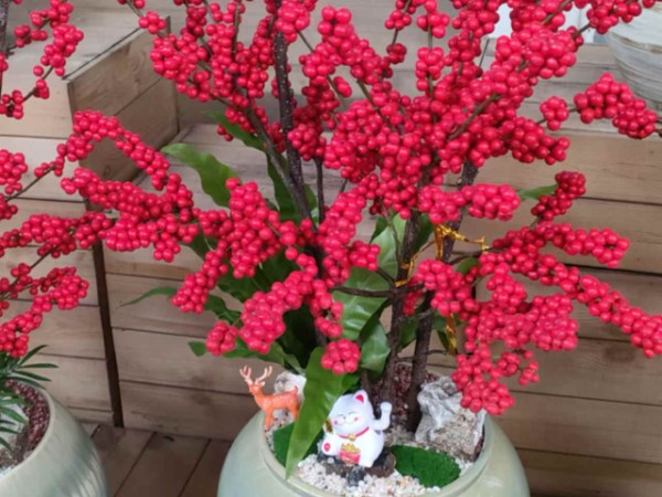 中山小型绿植租摆厂家,绿植租摆