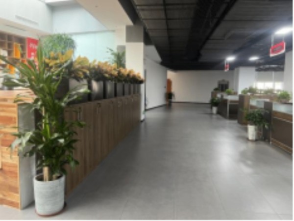 中山小型绿植租摆厂家,绿植租摆