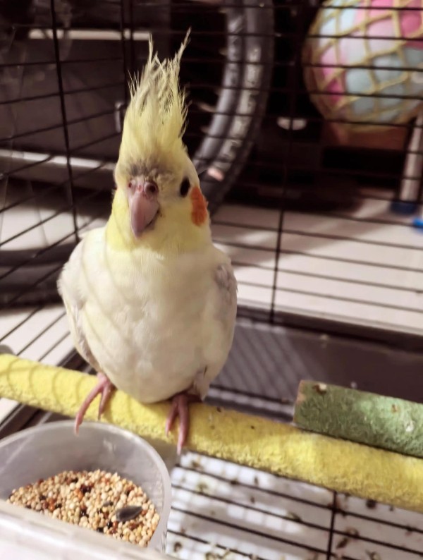 新手必知的宠物养护全攻略