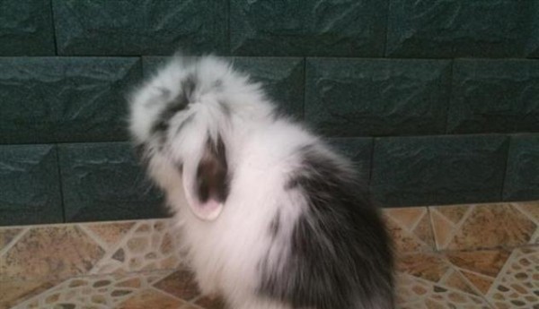 垂耳兔的生命周期及成长速度（垂耳兔生长特点、繁殖周期和饲养建议）