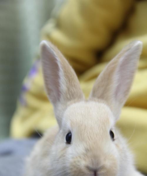 垂耳兔的生命周期及成长速度（垂耳兔生长特点、繁殖周期和饲养建议）