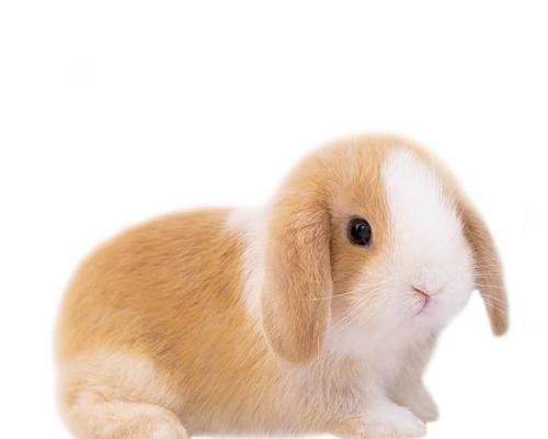 垂耳兔的生命周期及成长速度（垂耳兔生长特点、繁殖周期和饲养建议）