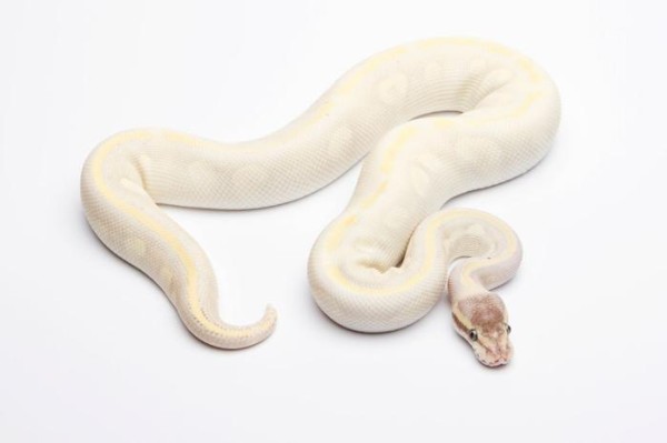 国内合法养蛇品种大盘点（养眼镜蛇前必看的蛇类饲养指南）