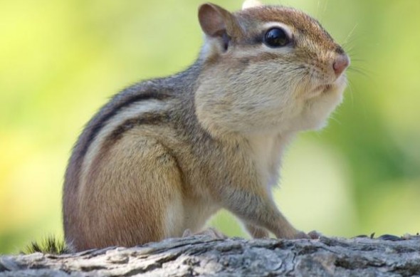 花栗鼠为什么不建议养