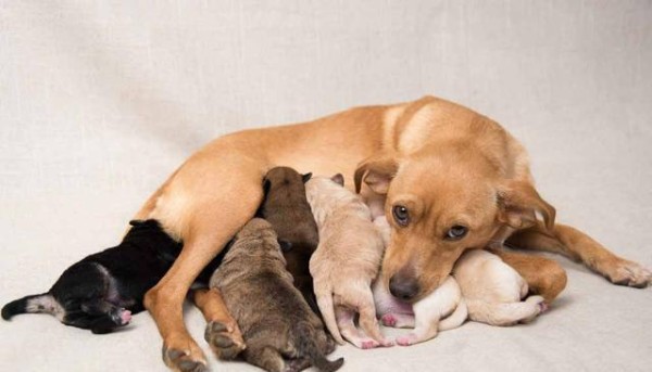 科学喂养狗狗，让你的宠物更健康（15个实用方法，助你成为宠物饲养专家）