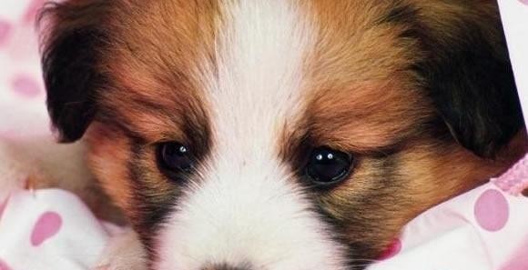 科学喂养狗狗，让你的宠物更健康（15个实用方法，助你成为宠物饲养专家）