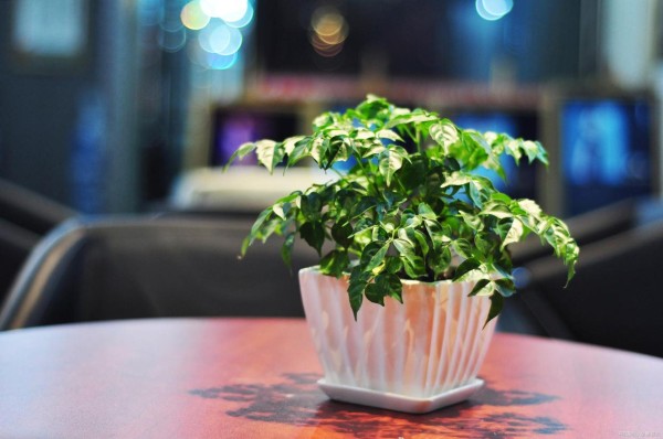 幸福感与家庭幸福指数