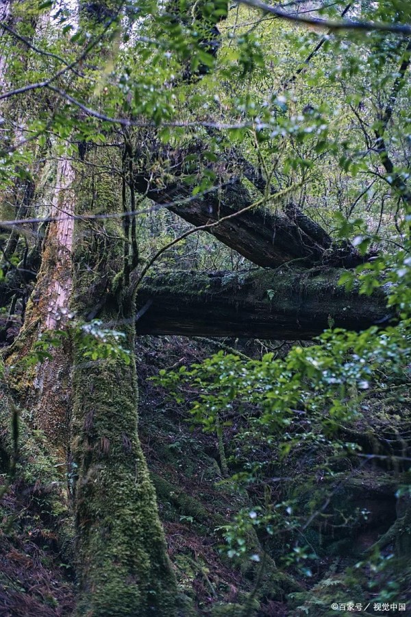 庐山石门涧,野外生存训练,技能超实用!