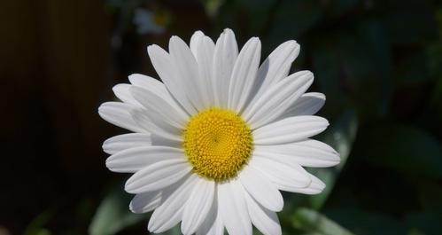 养菊花的意义与乐趣（培育美丽花园的关键秘诀）