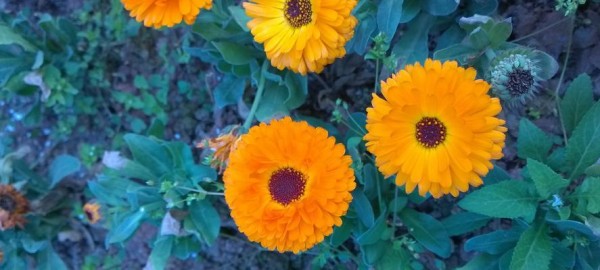 养菊花的意义与乐趣（培育美丽花园的关键秘诀）