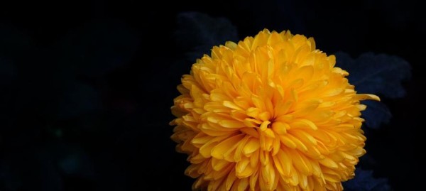 养菊花的意义与乐趣（培育美丽花园的关键秘诀）