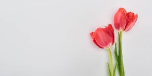 郁金香的花语是什么