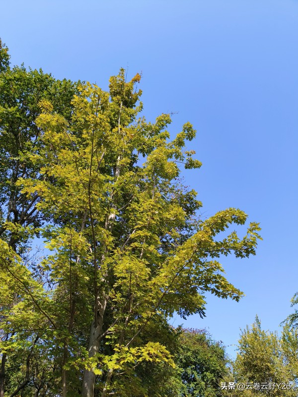 云卷云舒Y26：积极面对生活
相信成功就在你的脚下

面对生活
采取什么态度
决定了一个人的得失成败
有了正确的目标之后
是积极努力
还是消极拖延
结果会大相径庭

那么应该怎样去实践
才能实现自己的目标与梦想呢
请看人民日报这段文摘
希望能给你以启发

“把消极的态度扔掉，把拖延的毛病改掉。认准了一条路，就不要打听它有多远，只管大胆的向前走，你踏出的每一个脚印，都会成为你日后的经验和底气。”

...