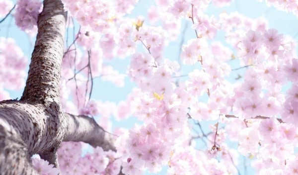 梦想实现指南：从目标到计划的全方位策略