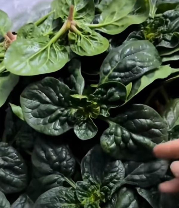 河南“趴地菠菜”火了，还带火了黄心菜、蒜苗、芫荽……河南本土蔬菜集体破圈