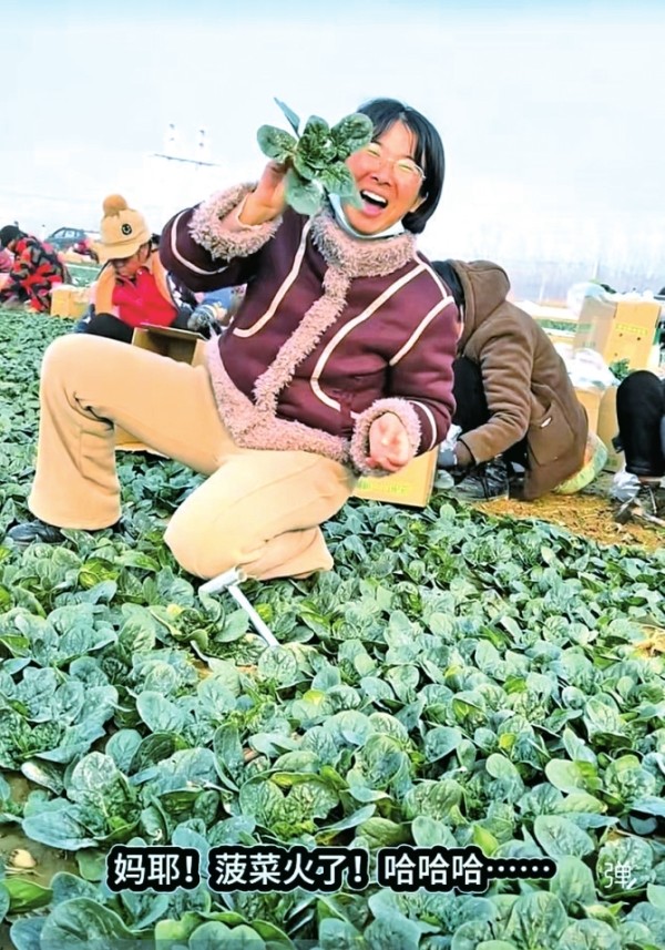 河南“趴地菠菜”火上央视，为啥恁好吃