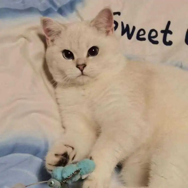 上门喂养宠物火爆 主人和代喂养人需要承担哪些法律风险