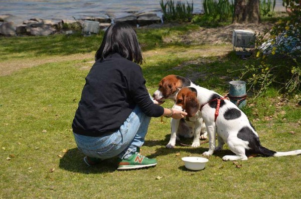 如何正确喂食宠物狗