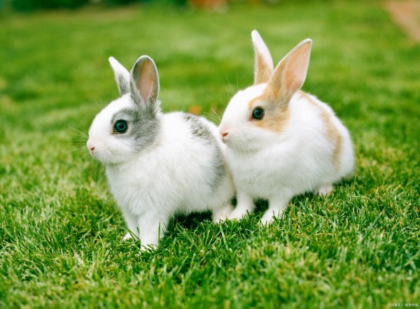 宠物兔怎么喂养，新手看过来