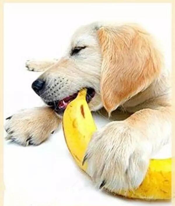 流浪动物救助与科学喂养详解及常见问题解答